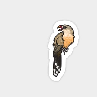 Sirkeer Malkoha Sticker